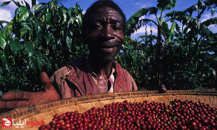 تجارت عادلانه قهوه ( Fair trade coffee )