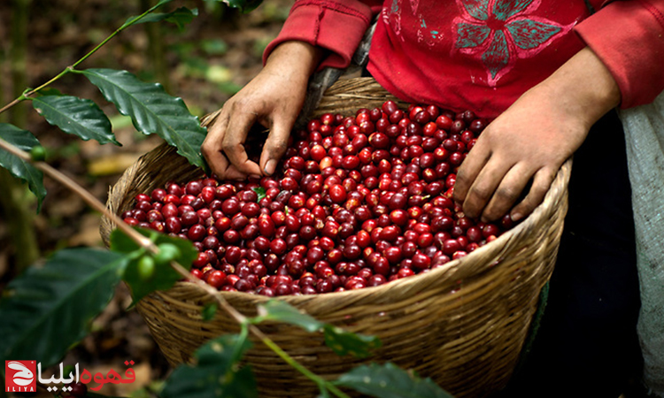 تجارت عادلانه قهوه ( Fair trade coffee )