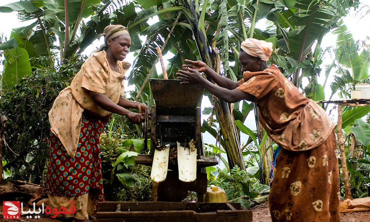تجارت عادلانه قهوه ( Fair trade coffee )