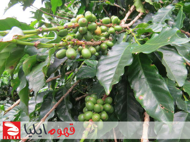 آمریکای مرکزی